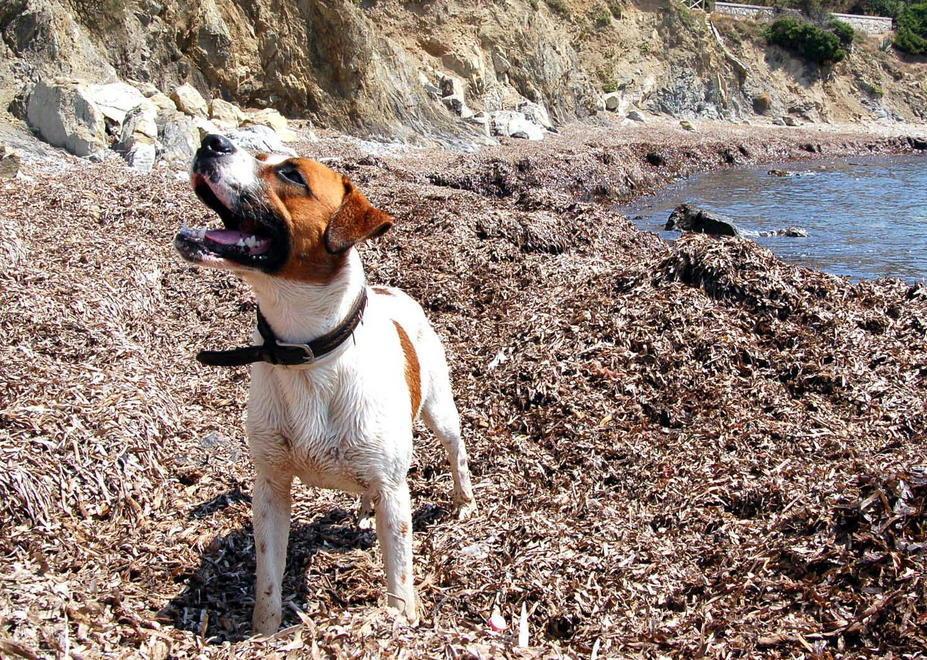 Torna la “dog beach” a Cala di Mola 