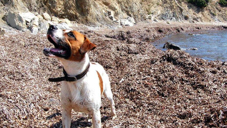 Torna la “dog beach” a Cala di Mola