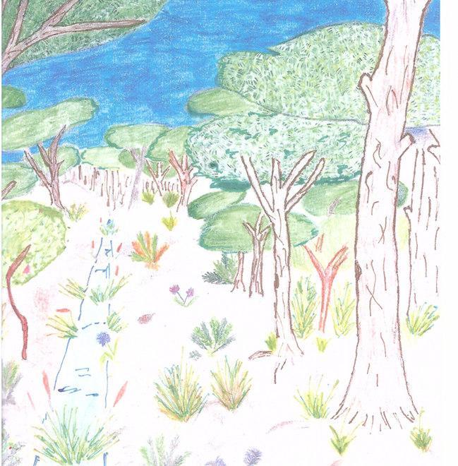 Dall’esplorazione allo studio Gli alunni raccontano il bosco
