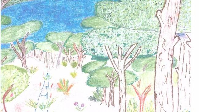 Dall’esplorazione allo studio Gli alunni raccontano il bosco