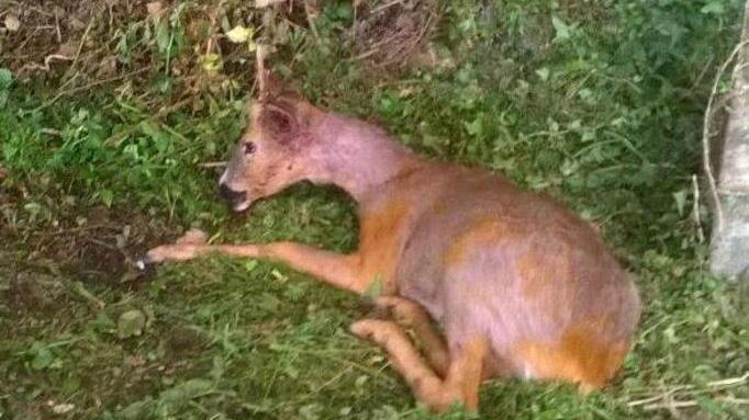 Capriolo morsicato si rifugia in centro: salvato