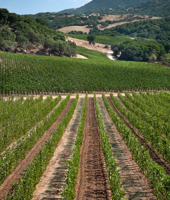 Sei medaglie per i vini Siddùra 