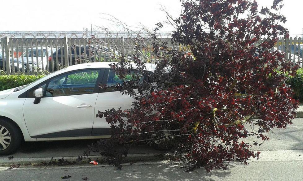 Albero cade su un’auto in sosta