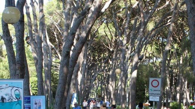 Un piano per risanare la pineta Marradi a villa Celestina l’incontro pubblico