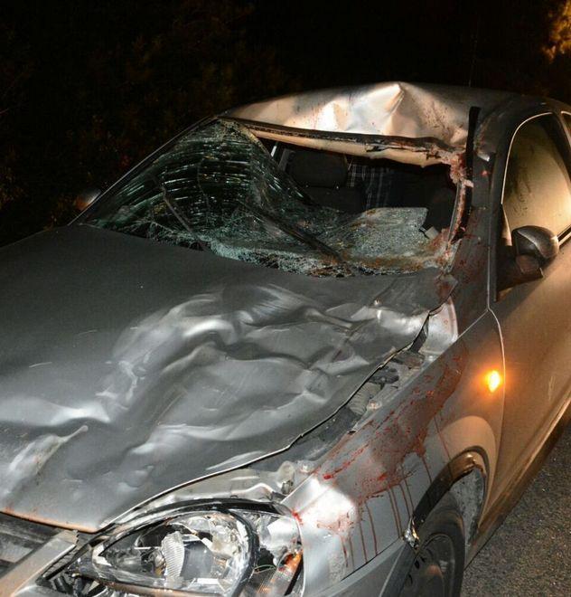 Auto si schianta contro il cavallo in strada 