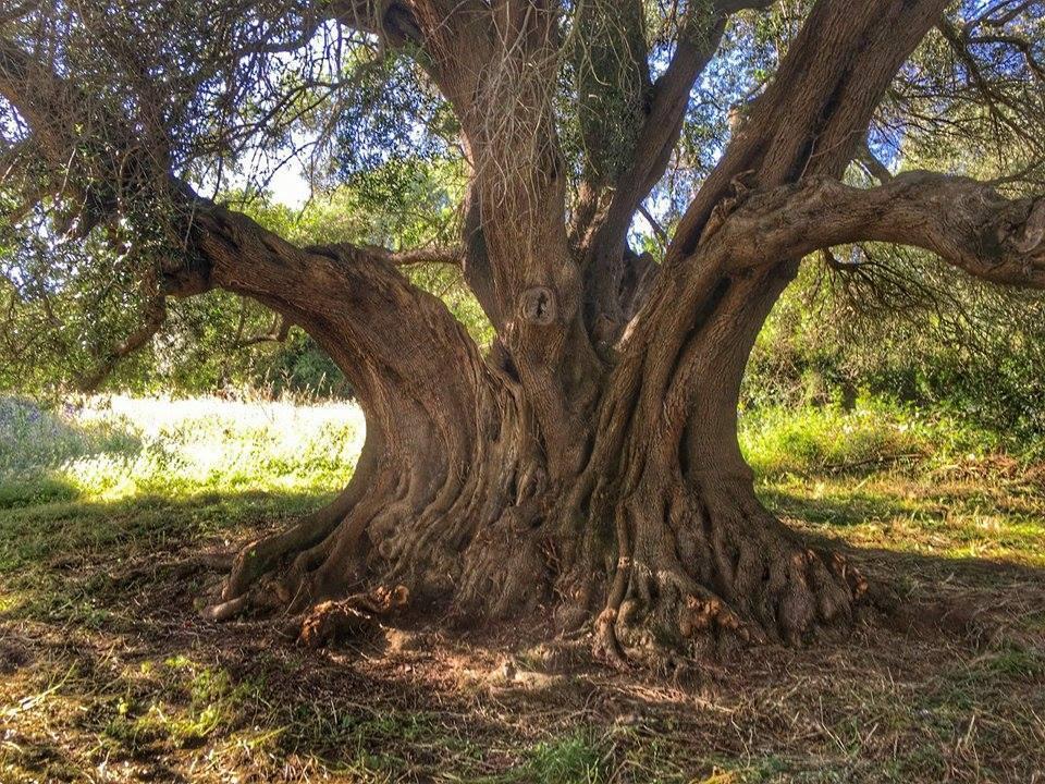 L'olivastro millenario scoperto vicino alla diga del Liscia in comune di Sant'Antonio