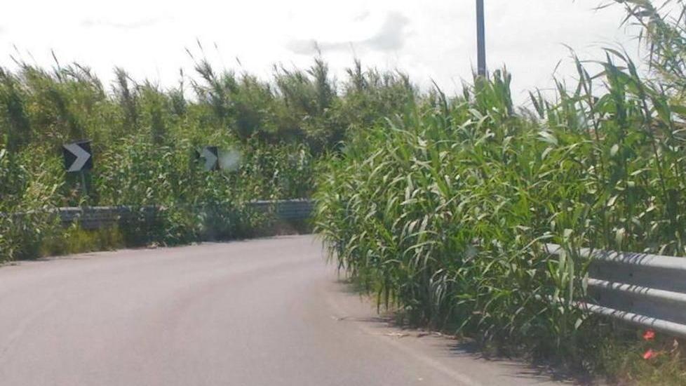 Verde e canne invadono le strade