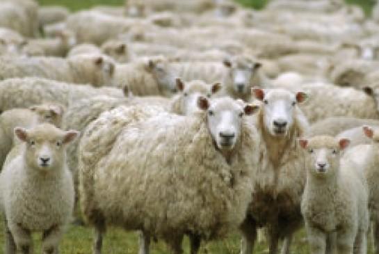 Bitti, incontro della Coldiretti su prezzo del latte e Psr