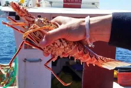 Porto Torres, rimesse in libertà due giovani aragoste già sequestrate dalla Capitaneria