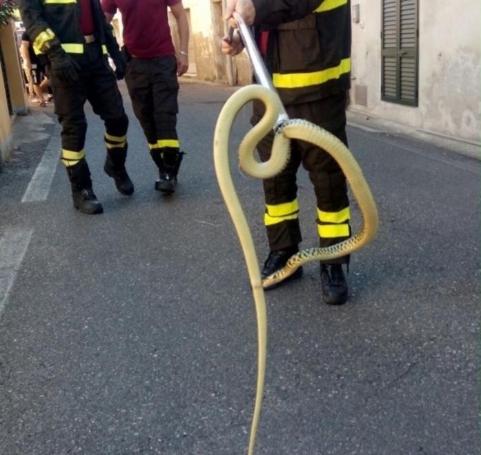 Biacco trovato in una casa