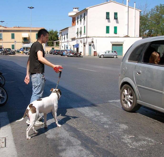«Ha travolto la mia canina e non si è neppure fermato»