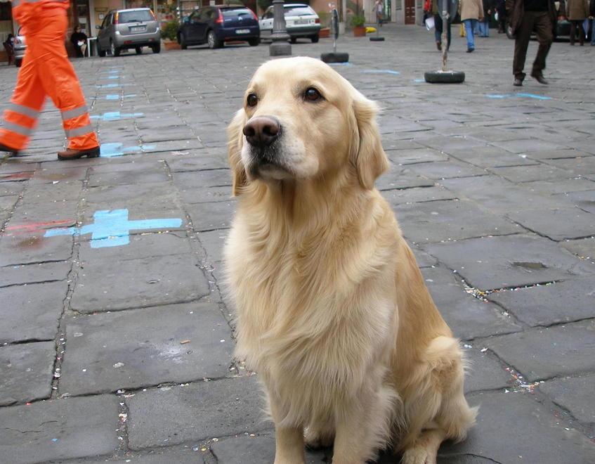Omaggio a Dik il cane eroe che salvava persone 