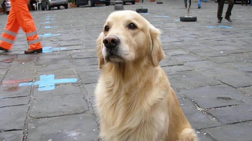 Omaggio a Dik il cane eroe che salvava persone