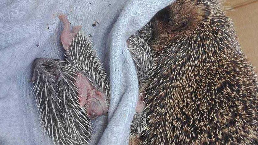 Mamma riccia e i piccoli abbandonati nell’immondizia
