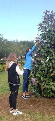 Un albero in memoria di Giovanni Falcone 