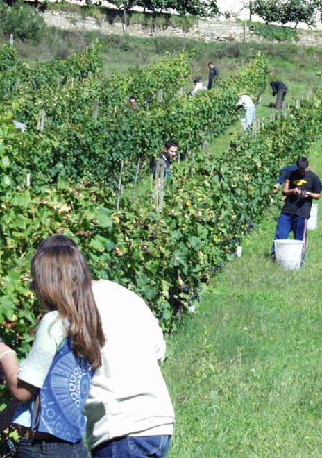 La Toscana chiama i giovani alla terra Pronti 100 milioni 