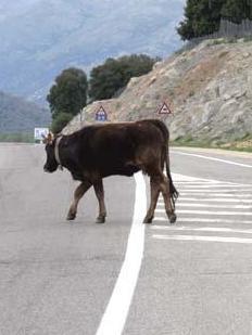 Auto contro mucca sulla 389 