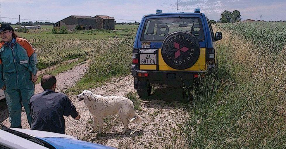 La polizia municipale ritrova tre cani maremmani