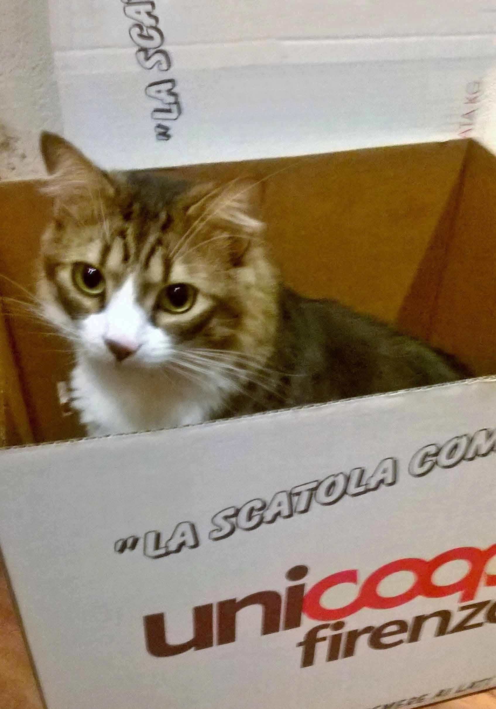 Mondo Gatto nei supermercati della Coop 