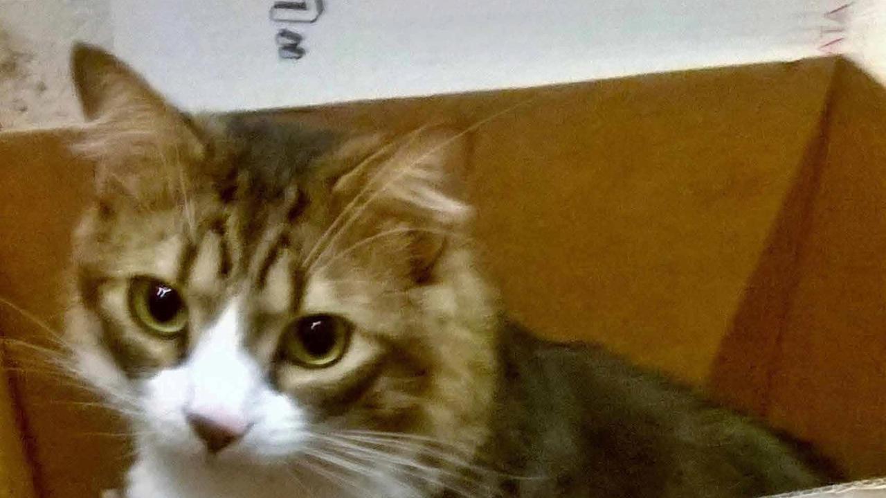 Mondo Gatto nei supermercati della Coop