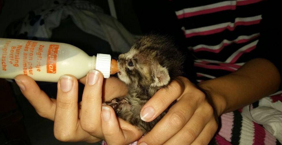 Le “Gattare modenesi” in soccorso dei mici randagi, soli e malconci 