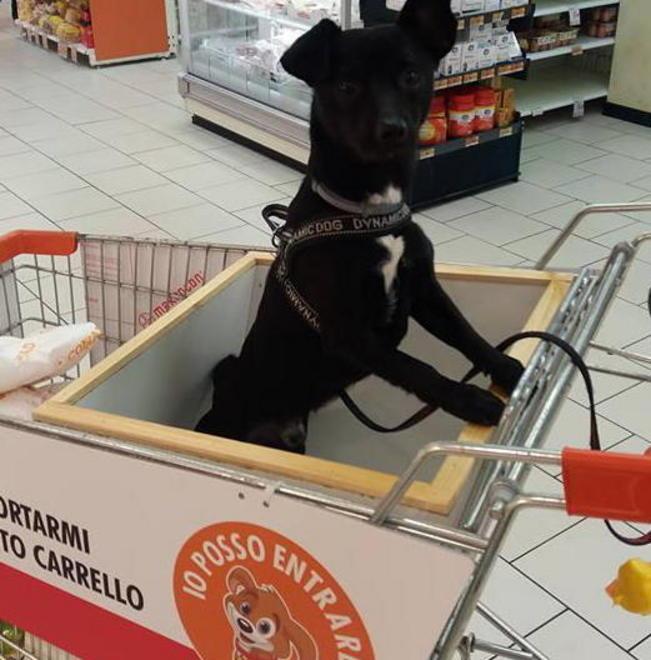 A fare la spesa con il cane nel carrello speciale