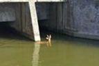 Carabinieri e vigili del fuoco soccorrono daino nel canale