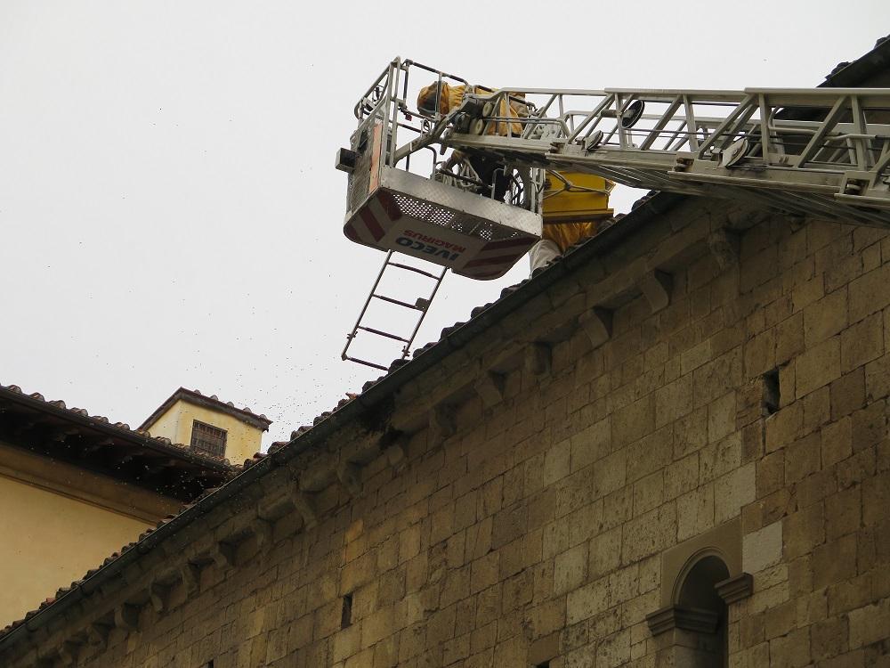 I pompieri recuperano lo sciame d'api