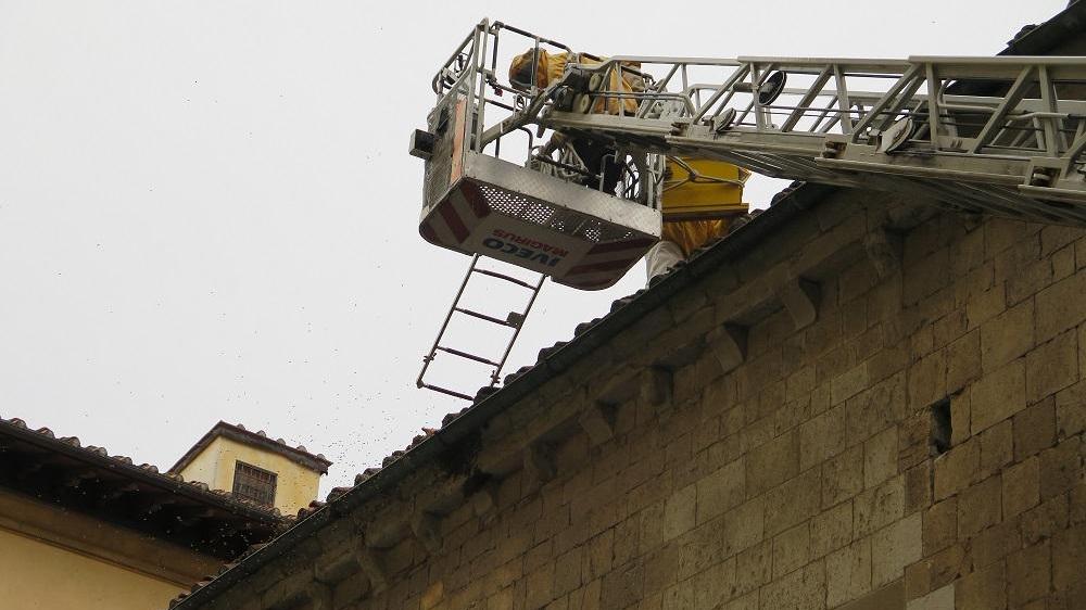 I pompieri recuperano lo sciame d'api