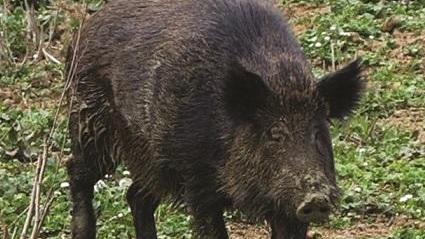 Invasione dei cinghiali, gli agricoltori: «Imbracciamo i fucili»