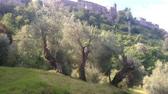Rinasce l’oliveto dei Mori Si punta alla vendita Dop