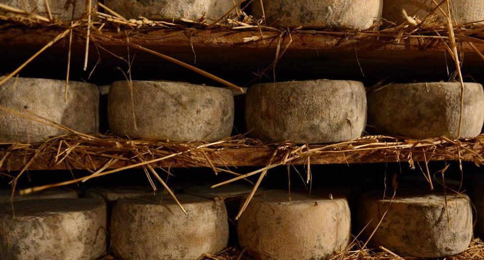 Spacciano per camaioresi i formaggi dell’Amiata 