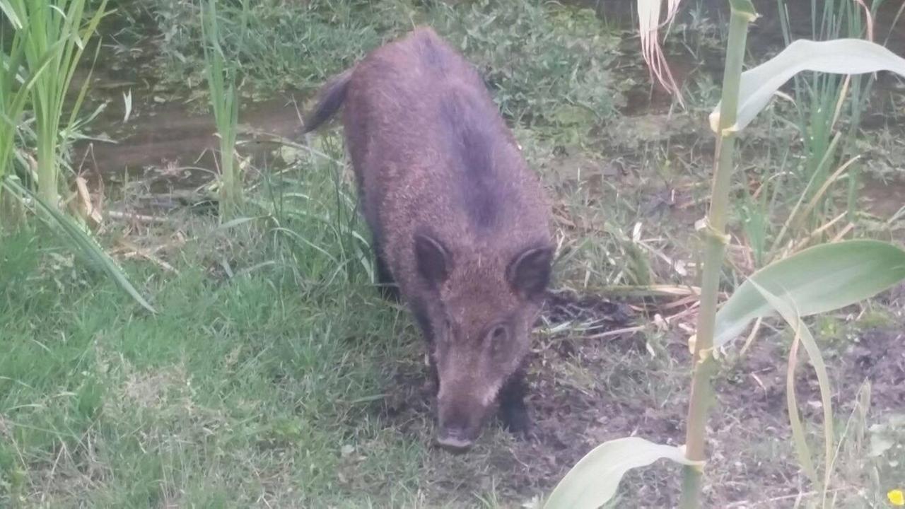Il cinghiale sabato nei prati nell'Apparizione