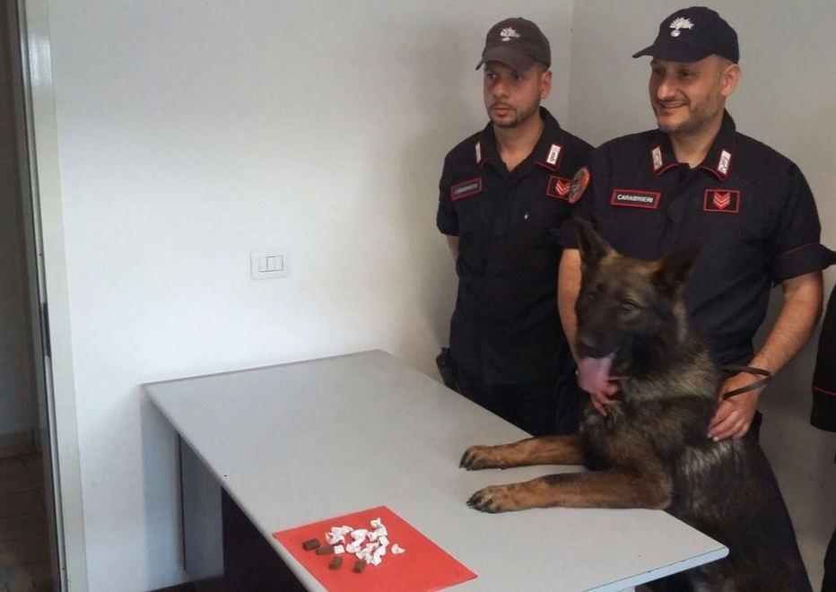 In pineta col cane antidroga: trovate 19 dosi di cocaina