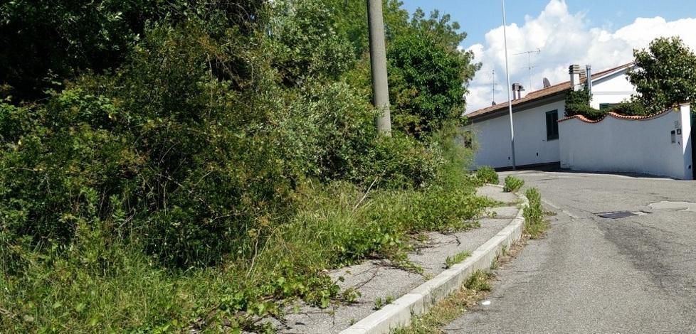 A Montenero la vegetazione è in strada