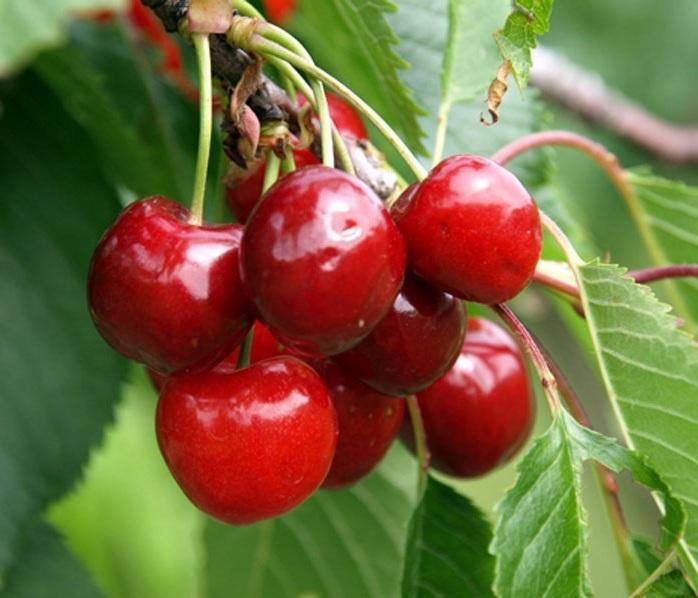 Bonnanaro, tutto pronto per la Fiera delle ciliegie 