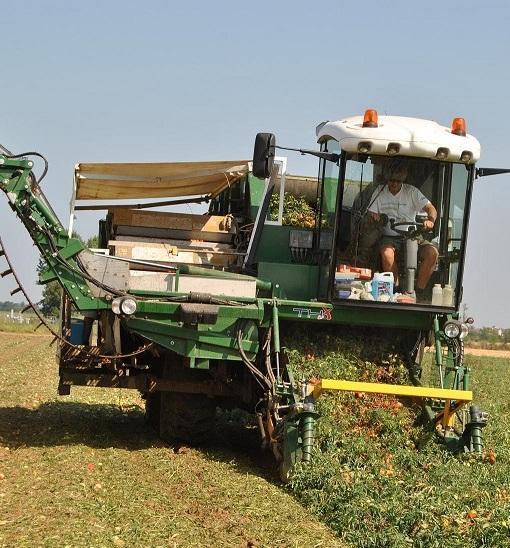 Pomodori, così non va «Accordo capestro con le industrie» 