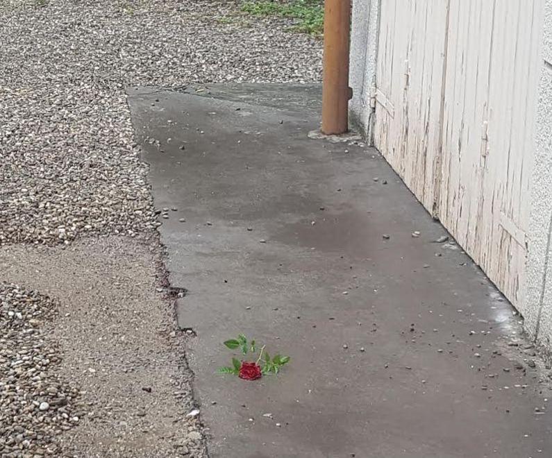 Una rosa rossa per mamma Anna Rita 