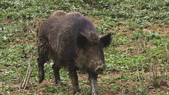 Un cinghiale al pascolo