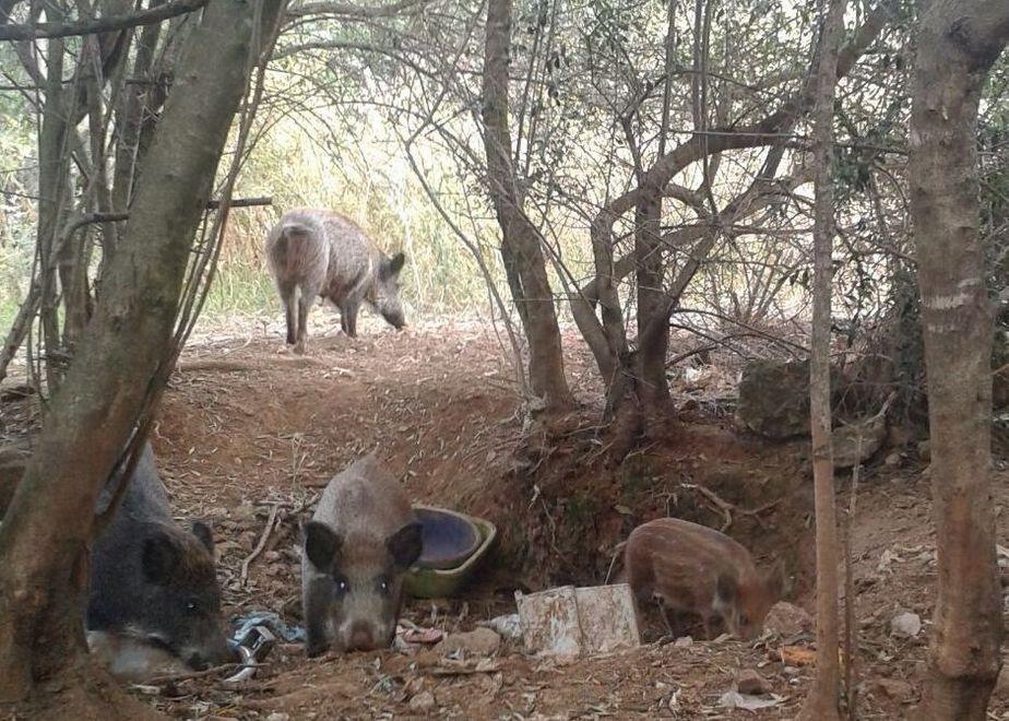 Sassari, in via Milano cinghiali in strada tra le auto 