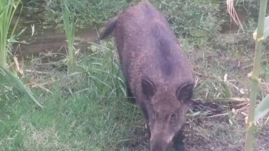 Cinghiale a spasso tra cani e bimbi