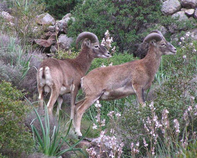 Mufloni sul territorio elbano