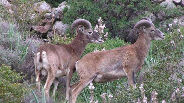 Mufloni sul territorio elbano