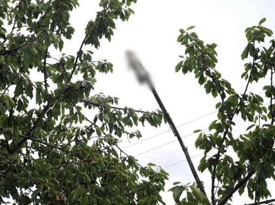 Scoperti tre conigli morti su un ciliegio, scatta l’allarme