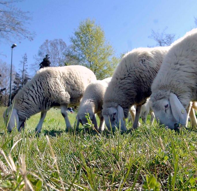 Trentamila euro di indennizzo agli allevatori