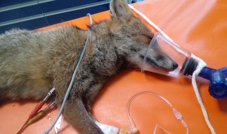 Salvata mamma volpe ma non i cuccioli