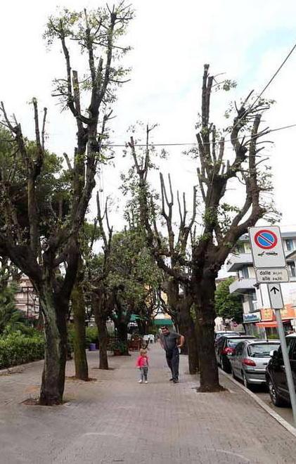 La Lipu: le potature sono un danno 