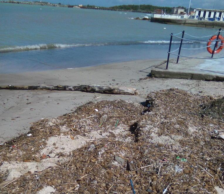 La spiagge invase da alghe e rifiuti Sale la protesta 