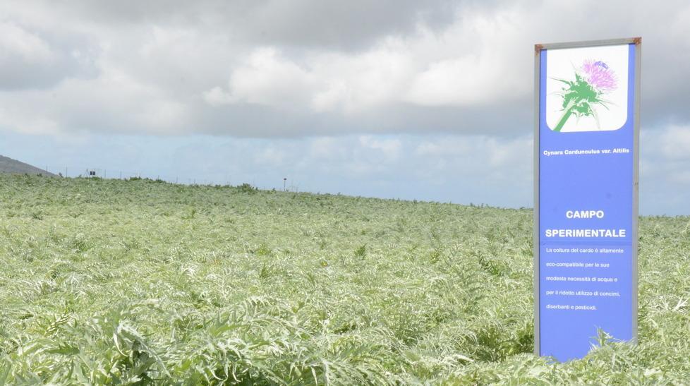 Agricoltura e chimica verde, l’integrazione parte dal cardo 