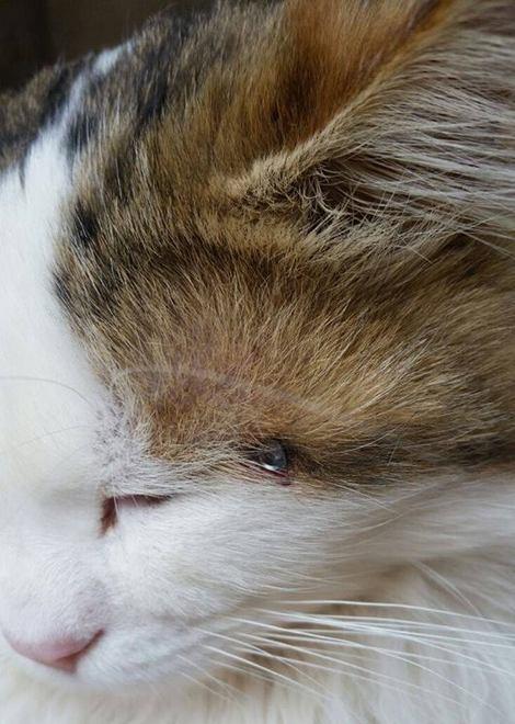 Sparano ai gatti con una carabina 